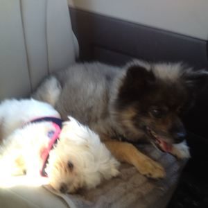 Meet your Posher, Barbara